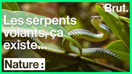 Comment les serpents volent-ils ?