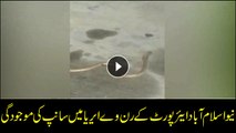Snake presence in New Islamabad airport runway area