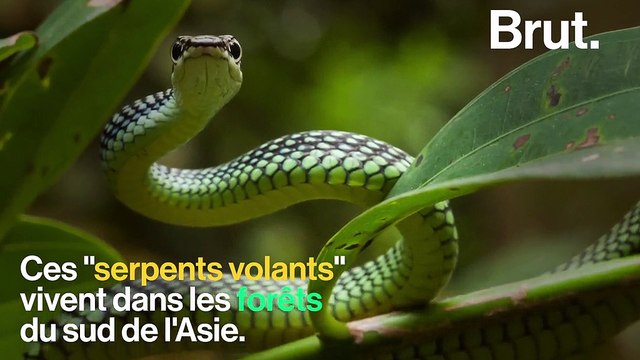 Il y a pire que les serpents : les serpents volants