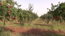 Şanlıurfa Büyükşehir Belediyesi'nden Dar Gelirli Ailelere Meyve Dağıtımı