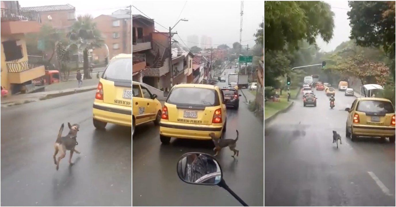 Cão perseguiu táxi onde seguia a dona após ser abandonado