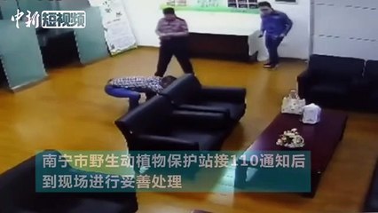 Choc...Quand un python s’invite à une réunion !