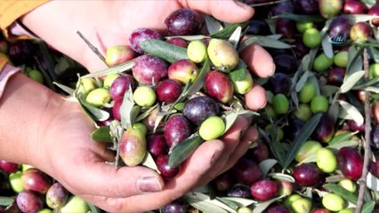 Ayvalık’ta zeytin üreticisinin hasat çalışmaları devam ediyor
