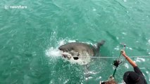 Great white shark soaks tourists on boat