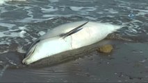 Kuyruğu Kesik Ölü Yunus Balığı Karaya Vurdu
