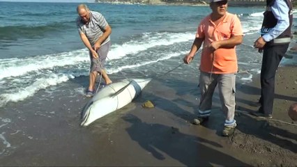 Kuyruğu kesik ölü yunus balığı karaya vurdu