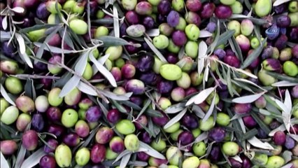 Ayvalık’ta Zeytin Üreticisinin Hasat Çalışmaları Devam Ediyor