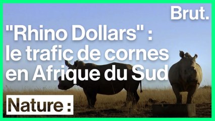 Le trafic de cornes de rhinocéros sévit en Afrique du Sud