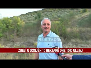 ZJARRI, U DOGJËN 10 HEKTARË DHE 1500 ULLINJ