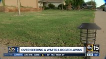Soggy lawn? Experts talk about wet weather, fall lawn care