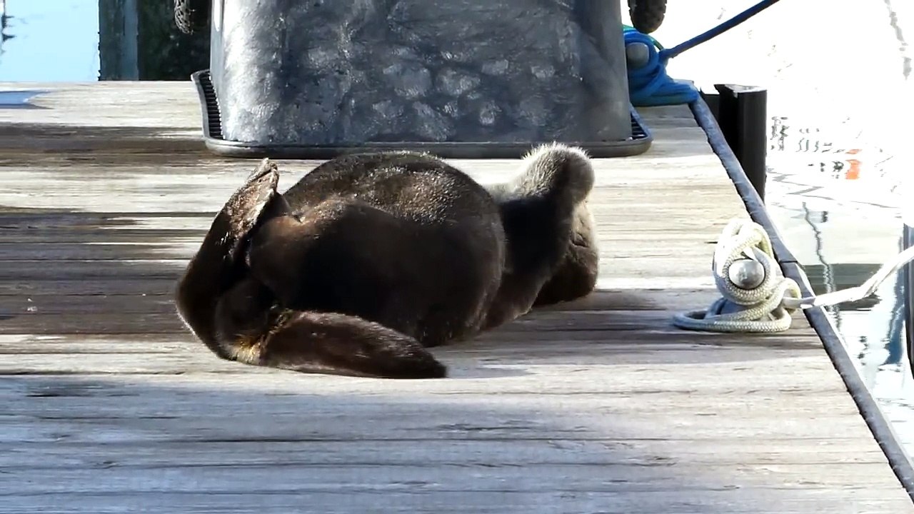 Une loutre se gratte le dos