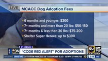 Overcrowded Maricopa County animal shelter issues 'Code Red' alert