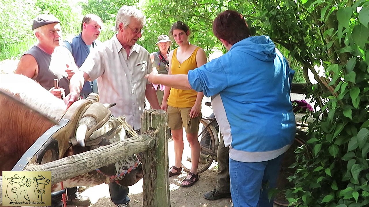 Rencontres des bouviers en Alsace 2018