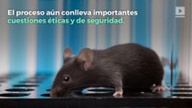 Científicos producen crías de ratón a partir de una pareja del mismo sexo