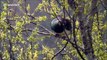 Wild New Zealand wood pigeon is drunk on forest berries