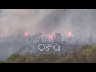 Download Video: Ora News - Shkodër, 1500 rrënjë ullinj dhe 10 ha u shkrumbuan nga zjarri në malin e Taraboshit