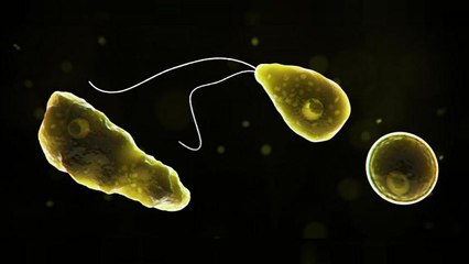 Medizinische Sensation: 10-Jährige überlebt "gehirnfressende Amöben"