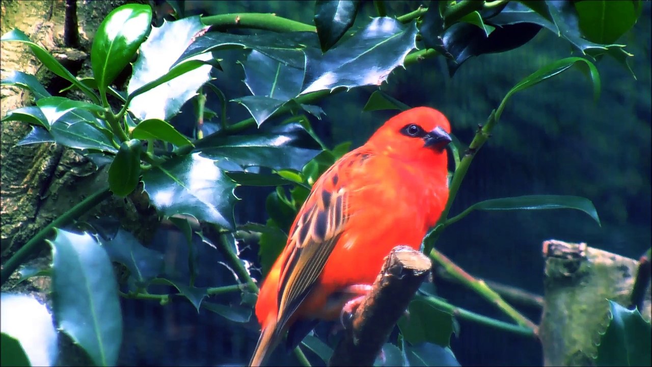bird_singing