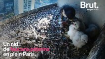 Quatre bébés faucons sont nés au sommet d une tour à lyon