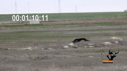 Greyhound VS Hare racing 4:37 minutes, the hare wins