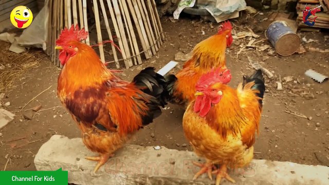 Những con vật quen thuộc cho bé - con Bò, con Trâu, con gà, con chó, con Thỏ, con Mèo