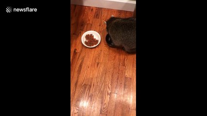 Raccoon fishes ice cube out of bowl to play chase