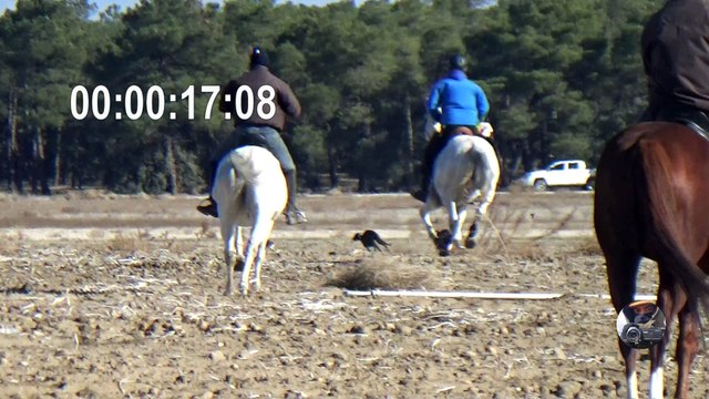 Previas Campeonato de España de Galgos 2017 / Previous Spanish Championship of greyhounds 2017