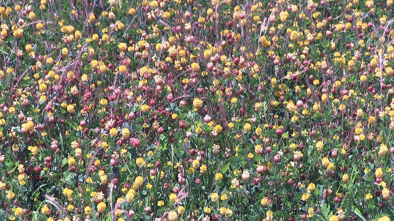 Blooming grass