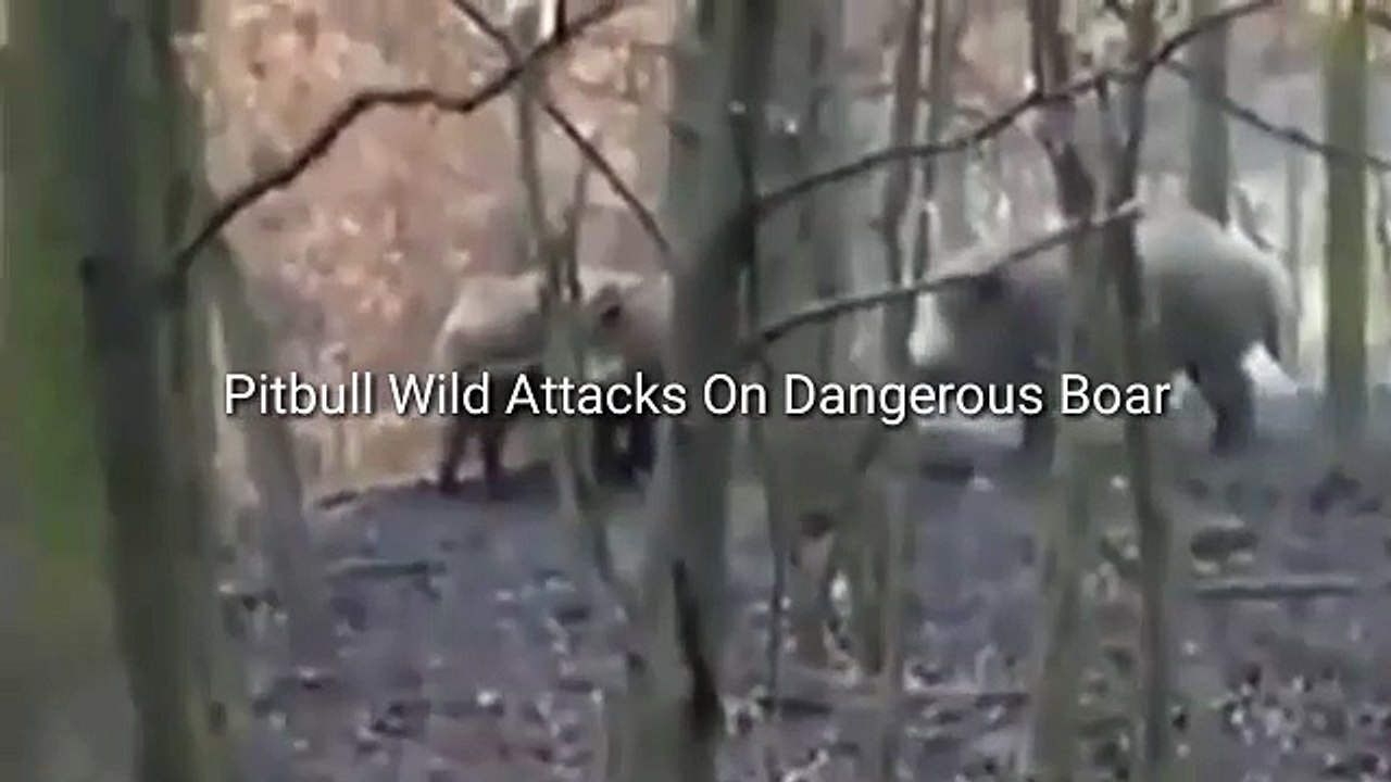 Pitbull Wild Attacks On Dangerous Boar