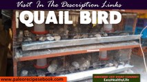 Quail Bird Farming Small Quail Farming At Home Quail Bird Business