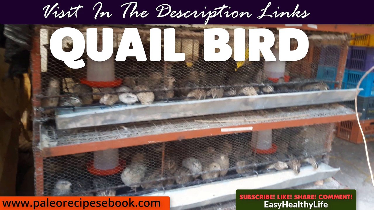 Quail Bird Farming Small Quail Farming At Home Quail Bird Business