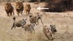 Power of Male Lions - Male Lion Rescue Lioness From Hyenas Attack - Wild Dogs Vs Hyenas