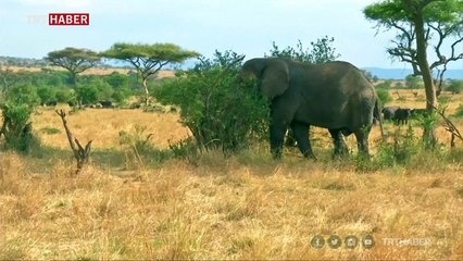Tanzanya'da hayvanları gözlemlemek için teknoloji kullanılıyor