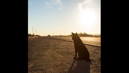 Este perro persigue el taxi en el que va su dueña tras abandonarle