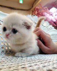 cats wants to be stars on camera