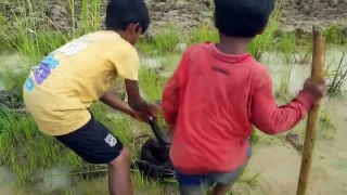 Brave brothers caught a giant snake by their tractor while plowing the field 2018