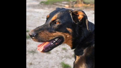 Video herunterladen: Cientos de perros y gatos desafían la orden obligatoria de evacuación ante el huracán Florence