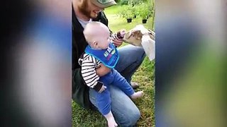 Cute Baby And Animals Funny Compilation