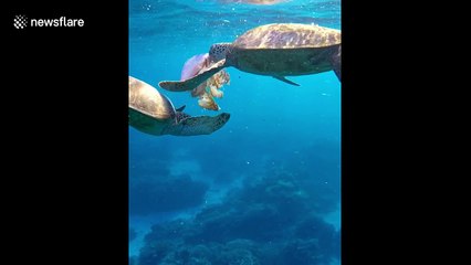 Turtles chow down on large jellyfish