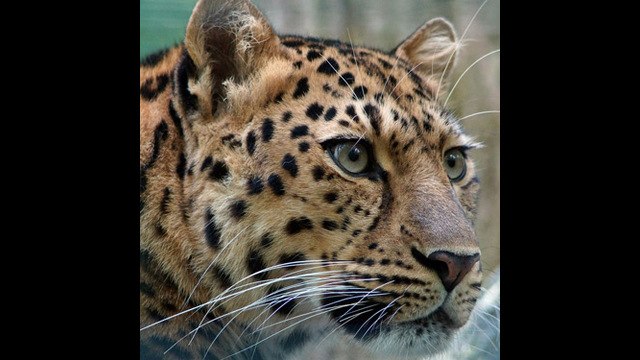 8 animales en peligro de extinción