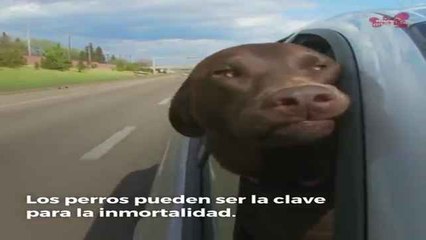 ¿Tener perro alarga la vida?