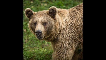 Prohíben cazar osos grizzly en EE.UU.