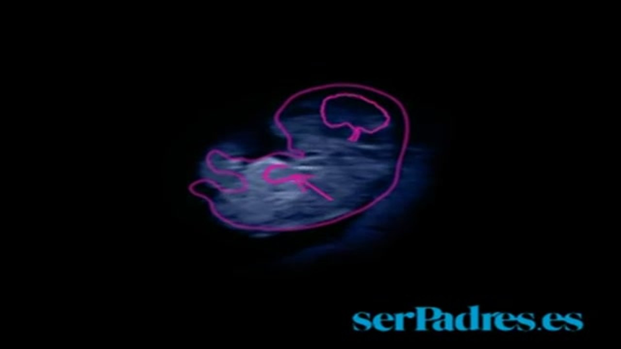 Vídeo. El bebé en el vientre materno. Semanas 5-8