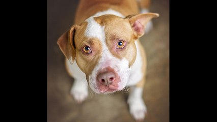 Una perrita callejera cuida de un anciano con alzhéimer durante toda una noche