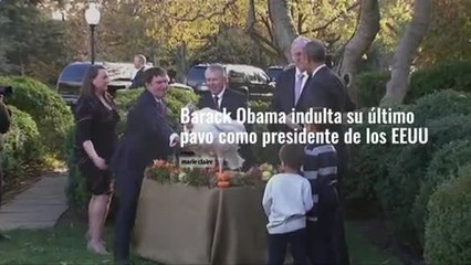 barack obama indulta su ultimo pavo como presidente de los eeuu