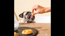 5 trucos para que tu perro no te pida comida