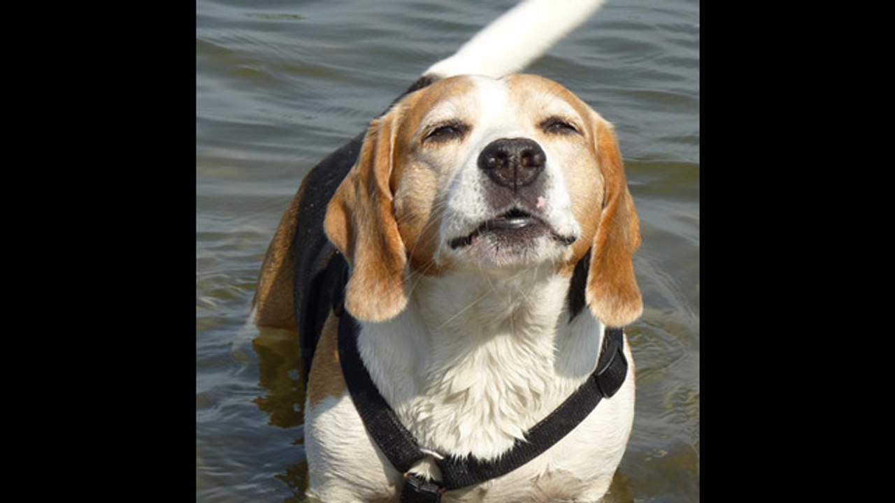 Rescatan a 6 perros encerrados en una jaula inundada tras el paso de Florence