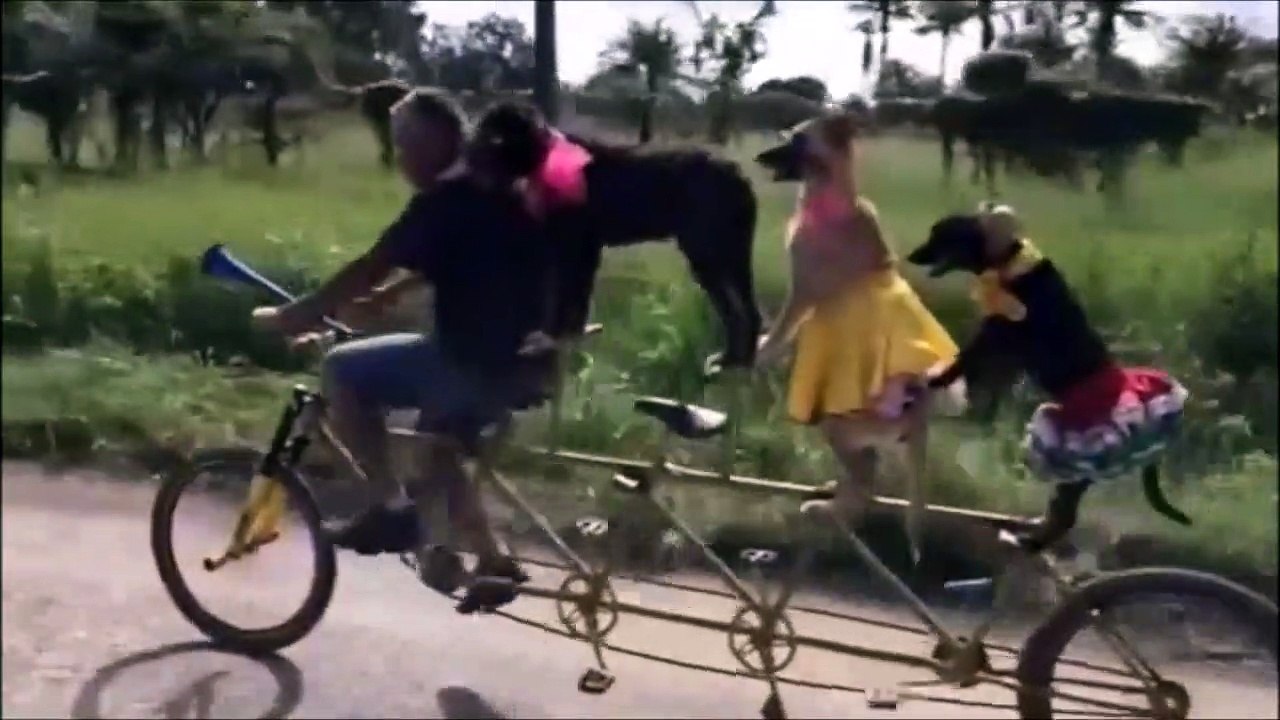 3 chiens sur un vélo... Pas mal