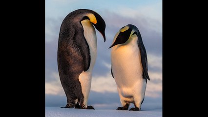 5 curiosidades del pingüino que te van a sorprender