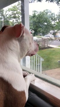 Ce chien attend patiemment le retour de son maitre : adorable et émouvant